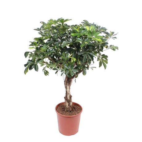 Palmierul Umbrela (Schefflera) Gold Capella - 135 cm