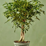 Palmierul Umbrela (Schefflera) Gold Capella - 75 cm