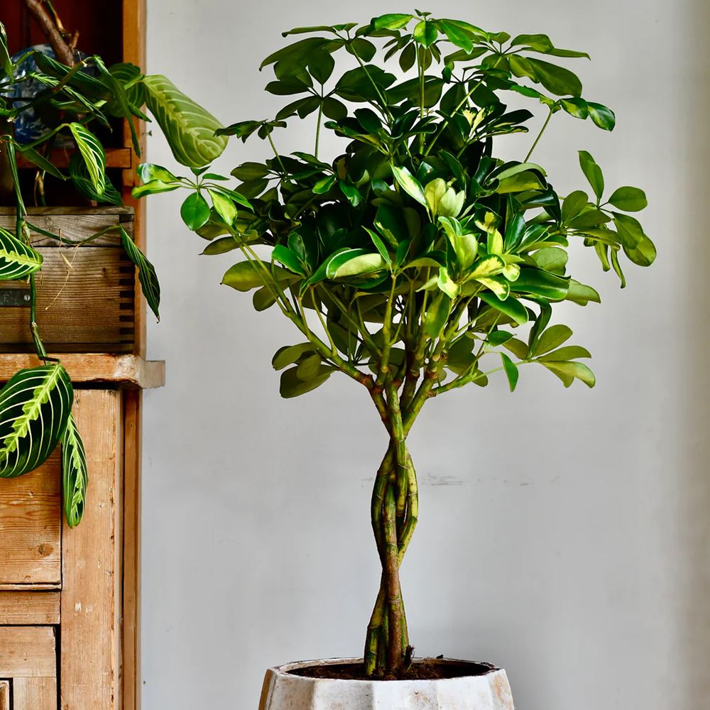 Palmierul Umbrela (Schefflera) Gold Capella - 75 cm