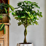 Palmierul Umbrela (Schefflera) Gold Capella - 75 cm