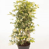 Palmierul Umbrela (Schefflera) Trinette - 130 cm