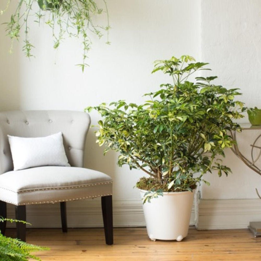Palmierul Umbrela (Schefflera) Trinette - 130 cm