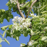 Par Bonne Louise a'Avranches (Pyrus Communis), cu fructe dulci-acidulat