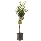 Par Bonne Louise a'Avranches (Pyrus Communis), cu fructe dulci-acidulat
