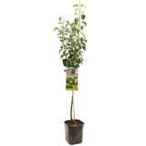 Par Clapp's Favourite (Pyrus Communis), cu fructe dulci galben-verzui