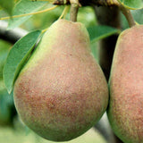Par Clapp's Favourite (Pyrus Communis), cu fructe dulci galben-verzui