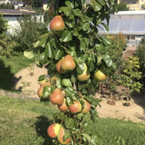 Par Columnar Obelisk (Pyrus Communis), cu fructe dulci verde-galbui