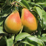 Par Columnar Obelisk (Pyrus Communis), cu fructe dulci verde-galbui