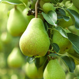 Par Groene Vrucht (Pyrus Communis), cu fructe dulci-acrisor verde