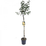 Par Groene Vrucht (Pyrus Communis), cu fructe dulci-acrisor verde