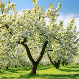 Par Groene Vrucht (Pyrus Communis), cu fructe dulci-acrisor verde