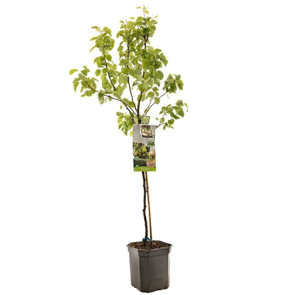 Par Para Dulce (Pyrus Communis), cu fructe super dulci galben-verzui