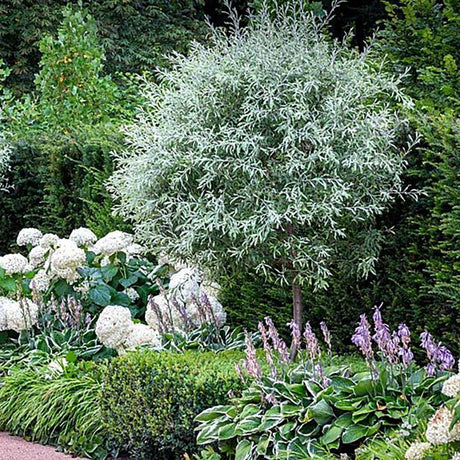 Par Ornamental argintiu (Pyrus Salicifolia Pendula)