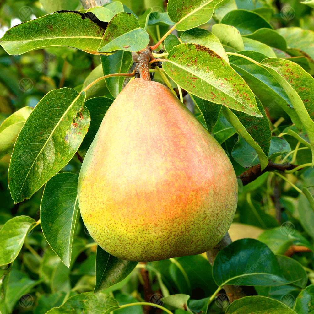 Par (Pyrus Communis) Comice, cu fructe dulci rafinat