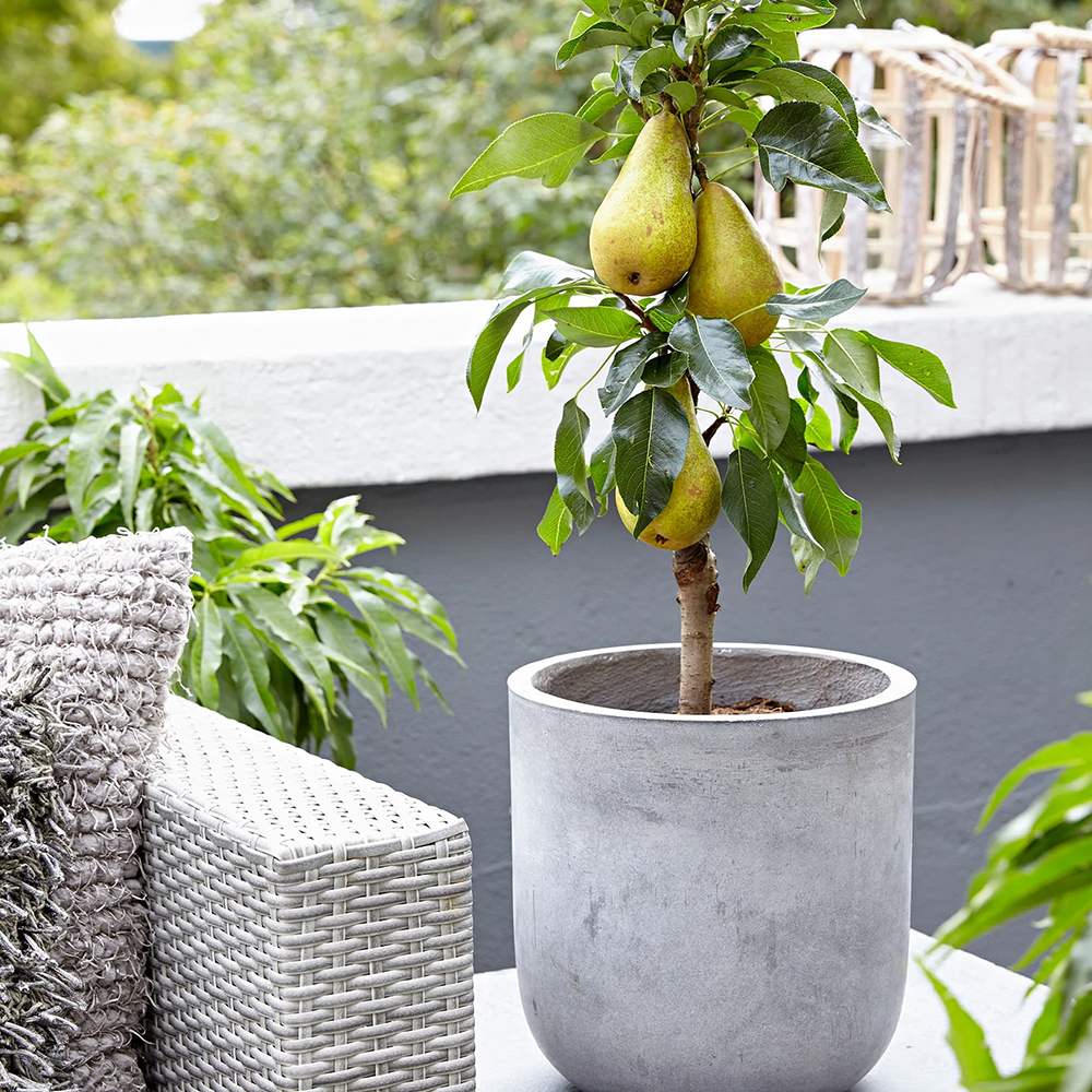Par (Pyrus Communis) Comice, cu fructe dulci rafinat