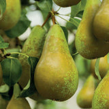 Par (Pyrus Communis) Conference, cu fruncte alungite dulci si suculente