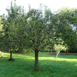 Par (Pyrus Communis) Conference, cu fruncte alungite dulci si suculente