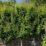Par (Pyrus Communis) Doyenne du Comice, cu fructe dulci maxim