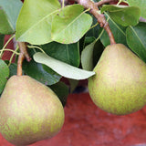Par (Pyrus Communis) Doyenne du Comice, cu fructe dulci maxim