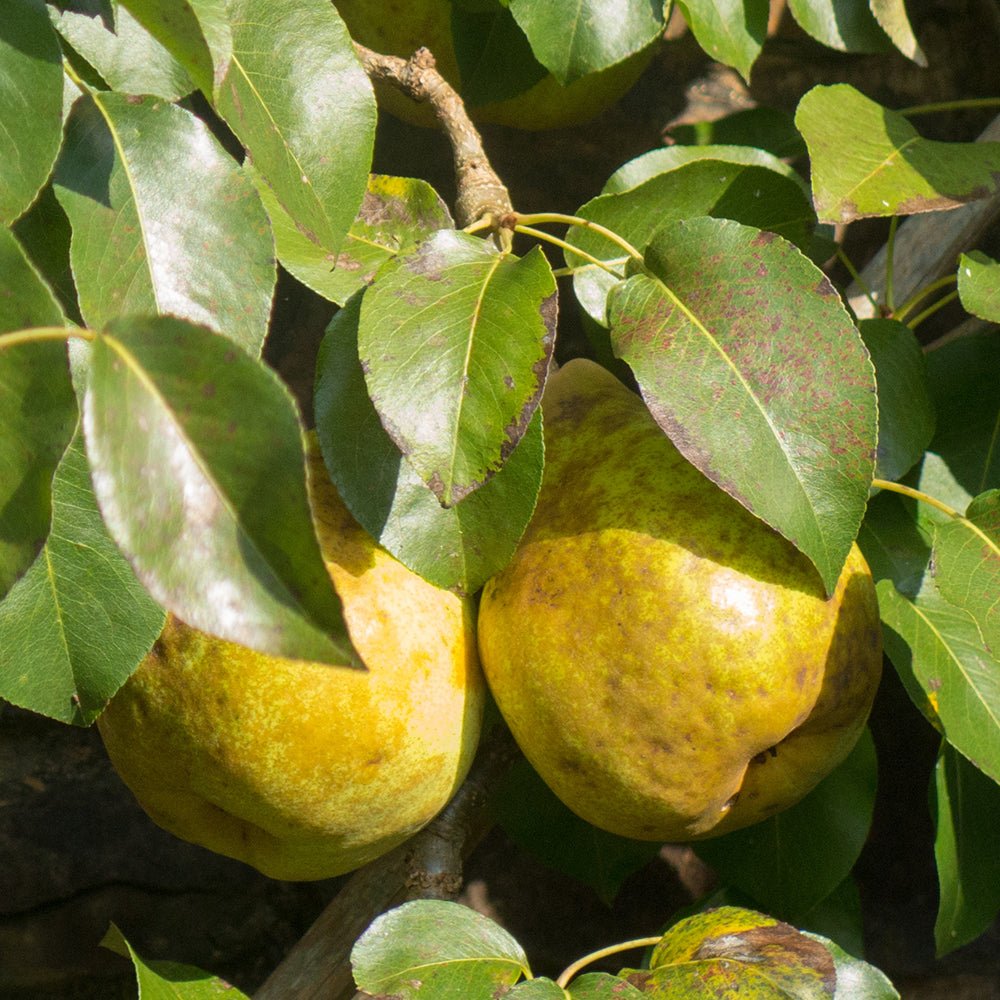 Par (Pyrus Communis) Doyenne du Comice, cu fructe dulci maxim