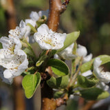 Par (Pyrus Communis) Williams, cu fructe dulci