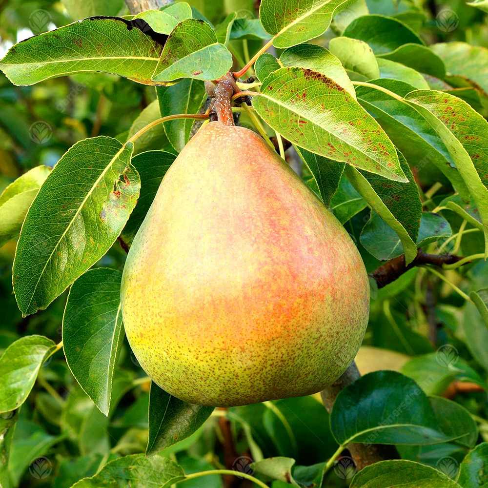 Par (Pyrus Communis) Williams, cu fructe dulci