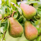 Par (Pyrus Communis) Williams, cu fructe dulci