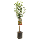 Par (Pyrus Communis) Williams, cu fructe dulci