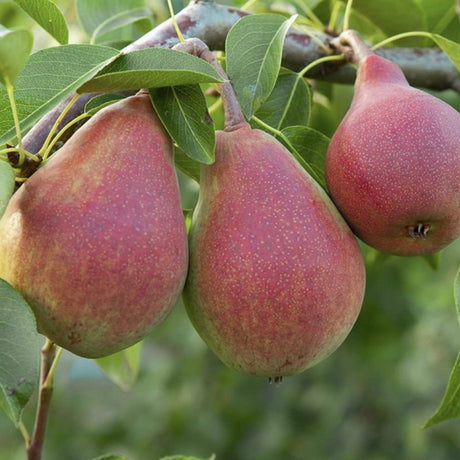 Par Rode Vrucht (Pyrus Communis), cu fructe dulci rosii