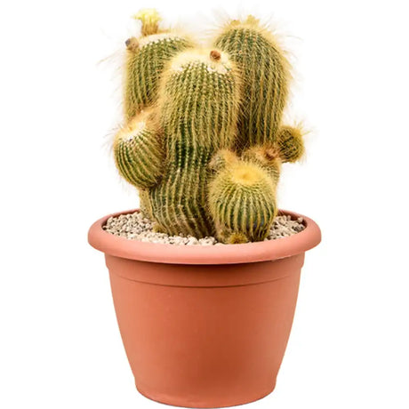 Cactusul conic auriu (Parodia leninghausii), 25 cm, cactus decorativ cu aspect spectaculos si ingrijire usoara