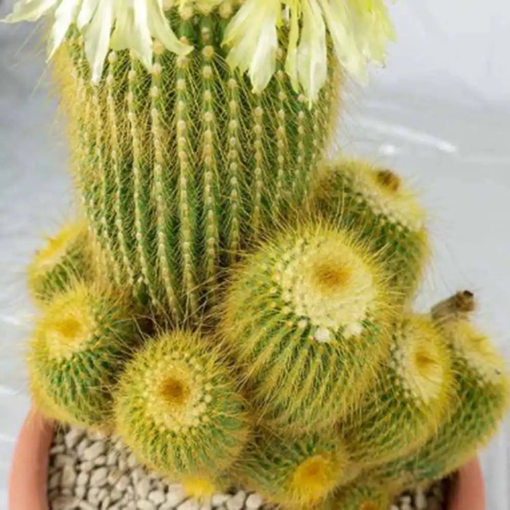 Cactusul conic auriu (Parodia leninghausii), 15 cm, cactus decorativ cu aspect spectaculos si ingrijire usoara