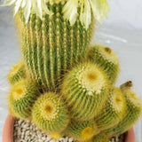 Cactusul conic auriu (Parodia leninghausii), 15 cm, cactus decorativ cu aspect spectaculos si ingrijire usoara