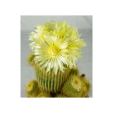 Cactusul conic auriu (Parodia leninghausii), 25 cm, cactus decorativ cu aspect spectaculos si ingrijire usoara