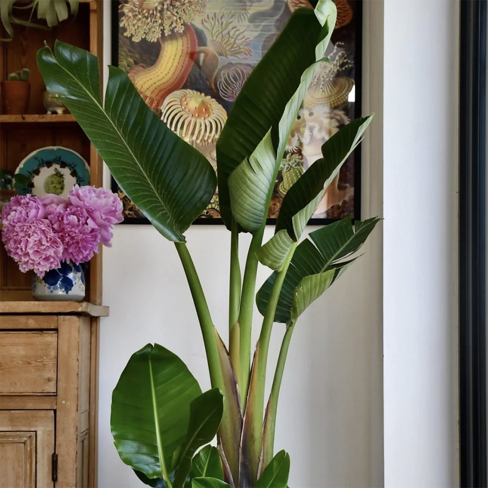 Strelitzia Nicolai (Pasarea Paradisului) - 110 cm