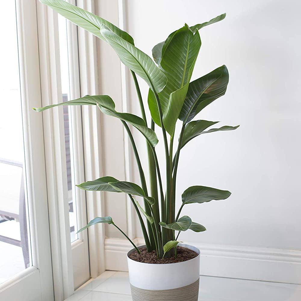 Strelitzia Nicolai (Pasarea Paradisului) - 110 cm