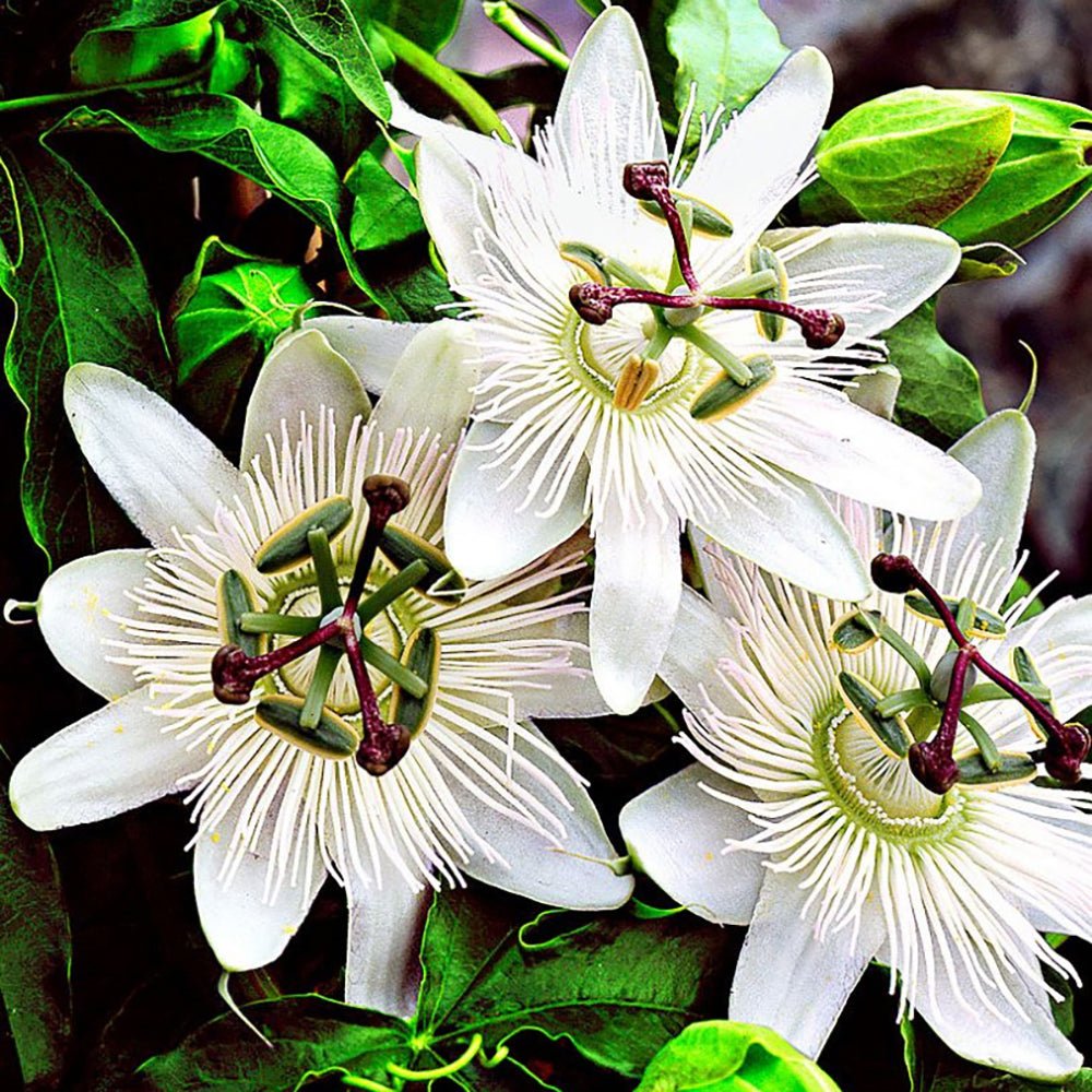 Floarea Pasiunii (Passiflora Caerulea) Constance Elliot, cu flori albe