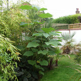 Arborele Printesei- Paulownia Tomentosa