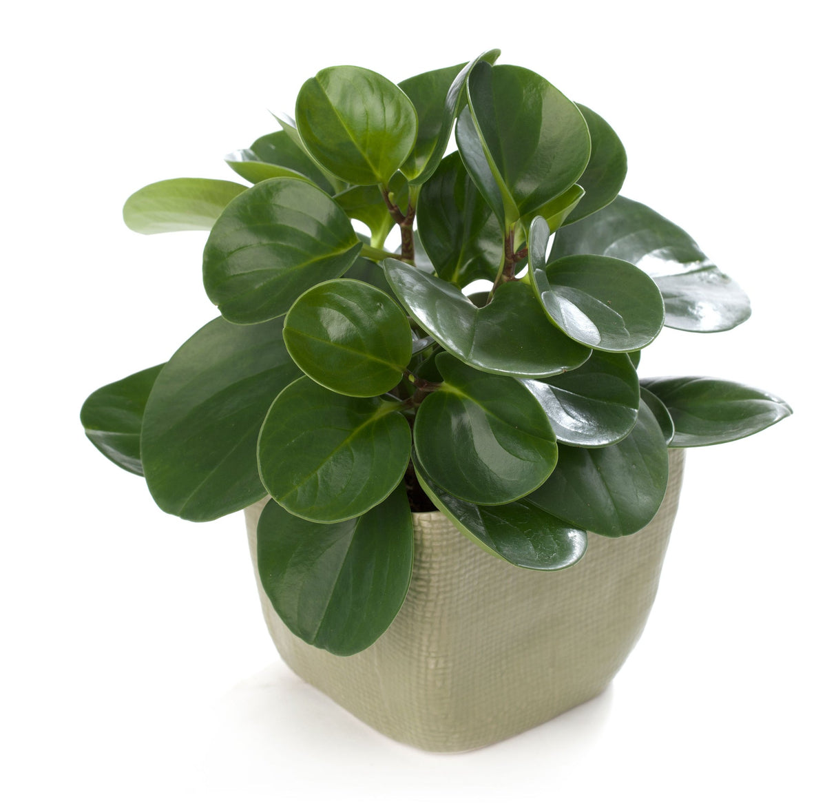 Peperomia Obtusifolia - 20 cm