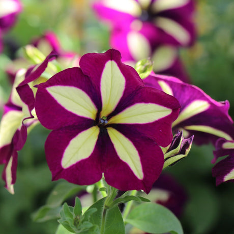 Petunia Crazytunia Knight Rider