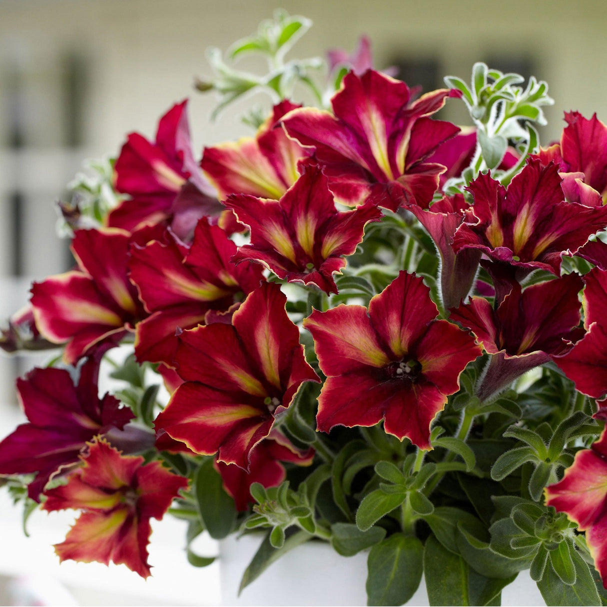 Petunia Crazytunia Mandeville
