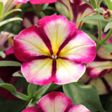 Petunia) Crazytunia Razzmatazz
