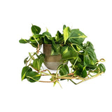 Philodendron Brasil, 20-25 cm, planta de interior curgatoare cu frunze verzi si galbene, decor tropical usor de ingrijit