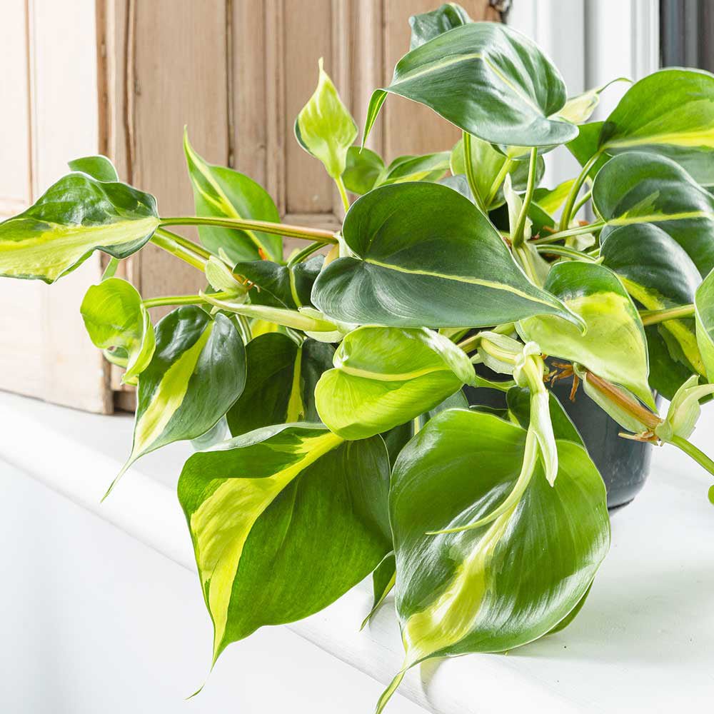 Philodendron Brasil, 20-25 cm, planta de interior curgatoare cu frunze verzi si galbene, decor tropical usor de ingrijit