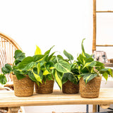 Philodendron Brasil - 40 cm