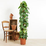 Philodendron Brasil (Cu Suport) - 150 cm