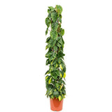 Philodendron Brasil (Cu Suport) - 150 cm