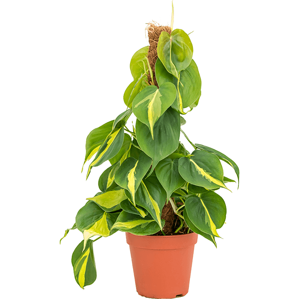 Philodendron Brasil (Cu Suport) - 50 cm