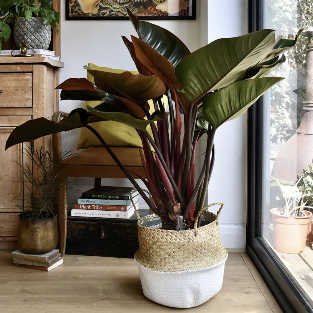 Philodendron Imperial Red - 35 cm