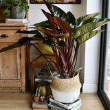 Philodendron Imperial Red - 35 cm