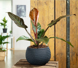 Philodendron Imperial Red - 45 cm